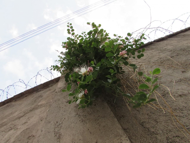 داغ قارپیزی -کلیسای کاتولیک - عذرای مقدس- تبریز 